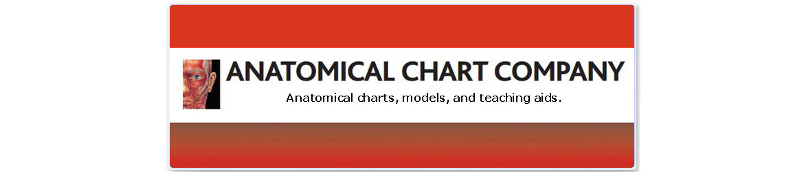 Anatomical Chart Company, Skin Chart, Muscular Chart
