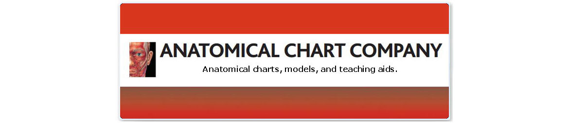 Anatomical Chart Company, Skin Chart, Muscular Chart