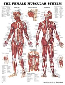 Anatomical Muscular Female Chart 8947-PU