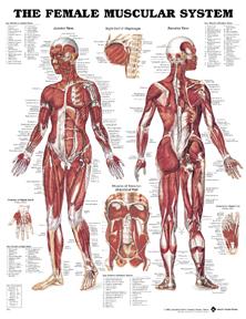 Anatomical Chart Company