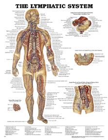 Anatomical Chart Co